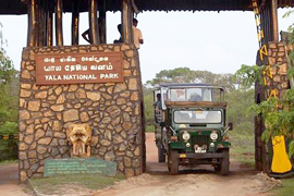yala safari